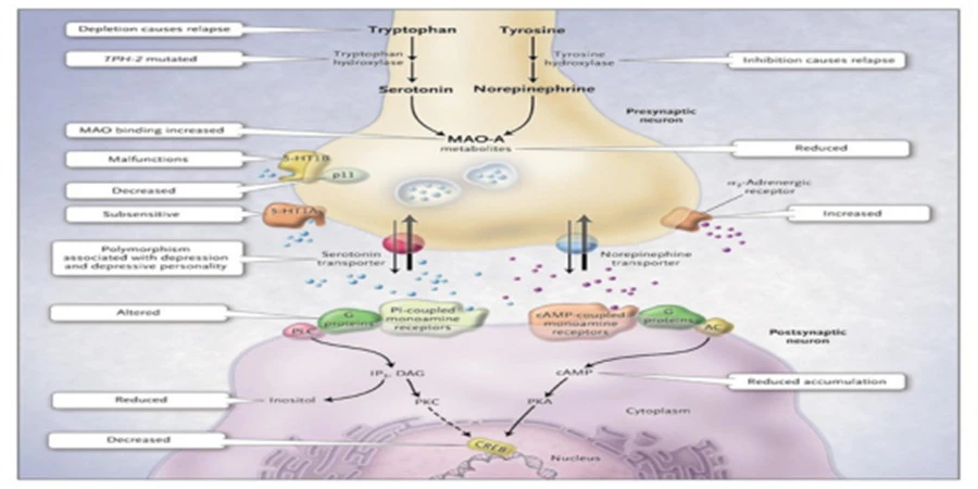tianeptine sodium mechanism