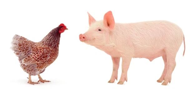 pig and poultry pig and poultry