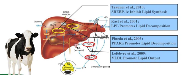 liver function liver function