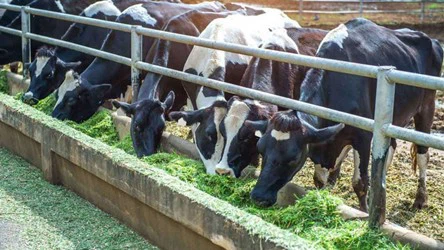 cattle breeding cattle breeding